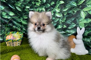 Mark - Pomeranian for sale