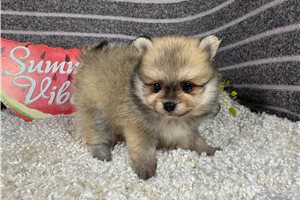 Lambert - Pomeranian for sale