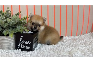 Lamont - Pomeranian for sale