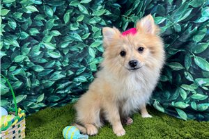 Posey - Pomeranian for sale