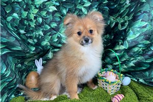 Tom - puppy for sale