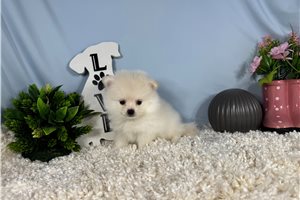 Edgar - Pomeranian for sale