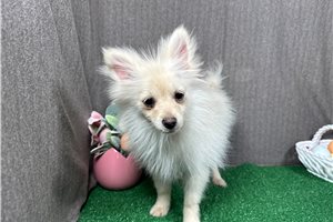 Preston - Pomeranian for sale