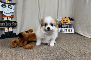 Chip - Pomeranian for sale