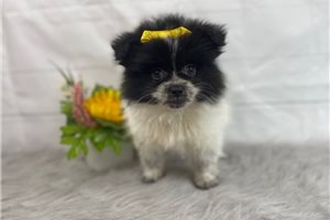 Alley - Pomeranian for sale