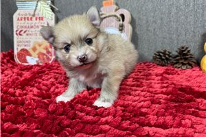 Frodo - puppy for sale