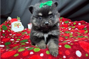 Panda - puppy for sale