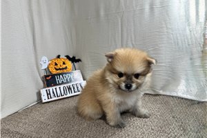 Chieftain - Pomeranian for sale