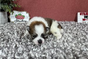 Fenway - puppy for sale