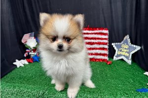 Fenway - Pomeranian for sale