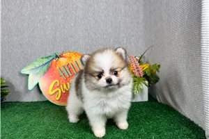Fenway - Pomeranian for sale