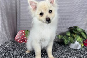 Garry - Pomeranian for sale