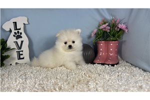 Eddy - Pomeranian for sale