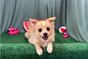 Suzie - Pomeranian for sale