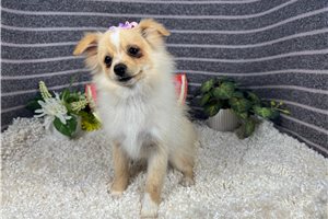 Suzie - Pomeranian for sale