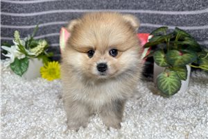 Nautilus - Pomeranian for sale