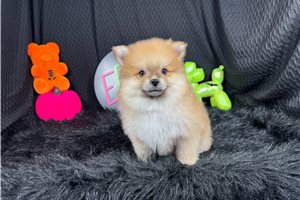Chieftain - Pomeranian for sale
