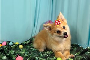 Dora - Pomeranian for sale