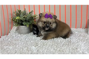 Nalia - Pomeranian for sale
