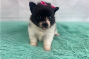 Candy - puppy for sale
