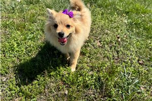 Faith - Pomeranian for sale