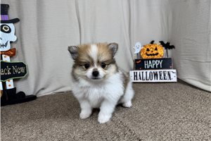 Chien - Pomeranian for sale