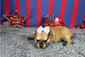 Ladora - Pomeranian for sale