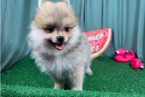 Lambert - Pomeranian for sale