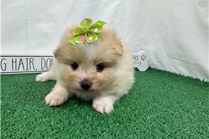 Sarah - Pomeranian for sale