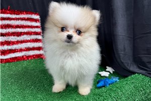 Finley - Pomeranian for sale