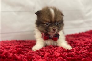 Gage - Pomeranian for sale