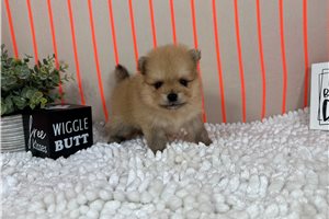 Lance - Pomeranian for sale