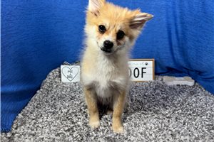 Fiona - Pomeranian for sale