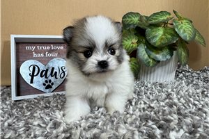 Felton - Pomeranian for sale