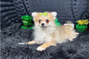 Fern - Pomeranian for sale