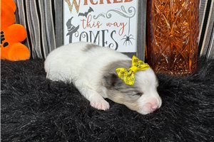 Olga - Pomeranian for sale