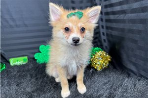 Fiona - puppy for sale