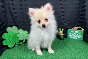 Preston - Pomeranian for sale