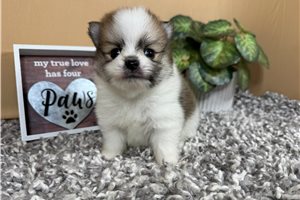 Fenway - Pomeranian for sale