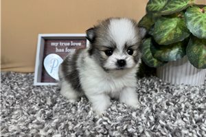 Felton - Pomeranian for sale