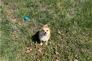 Dora - Pomeranian for sale