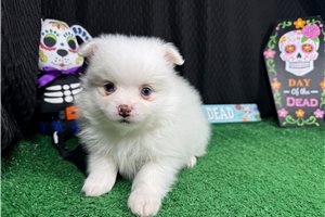 Omar - Pomeranian for sale