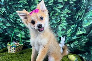 Fiona - Pomeranian for sale