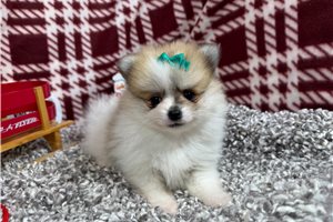 Bella - Pomeranian for sale