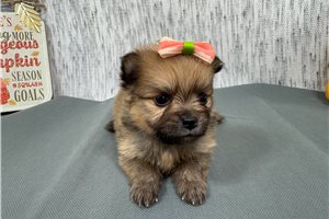 Bristol - puppy for sale