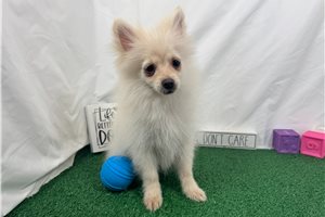 Preston - Pomeranian for sale