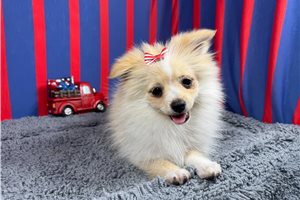 Suzie - Pomeranian for sale