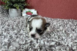 Felton - puppy for sale