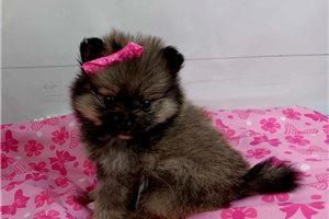 Cami - Pomeranian for sale