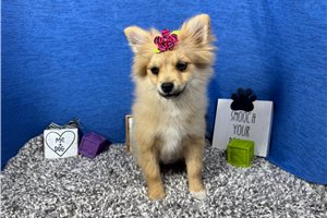 Penny - Pomeranian for sale